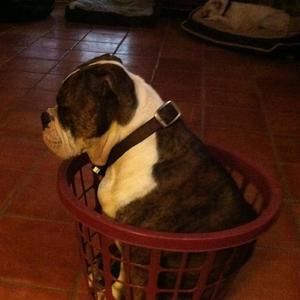 Meet your Posher, Joey